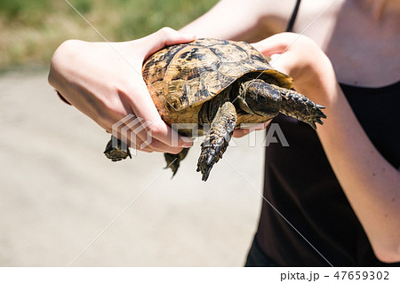 Close-up woman hand keep the tourtle, black top in background Close-up woman hand keep the tourtle, black top in background 47659302