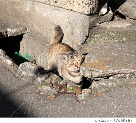 側溝の中で毛繕いする猫 47660367
