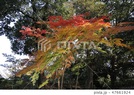 川越大師の紅葉 47661924