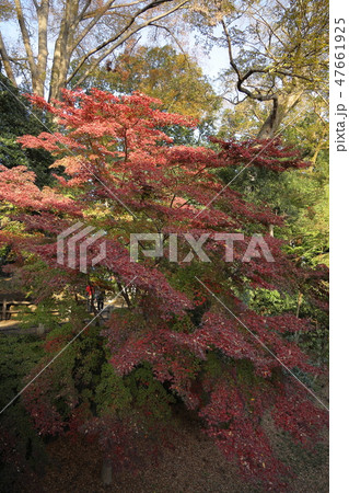 川越大師の紅葉 川越大師の紅葉 47661925