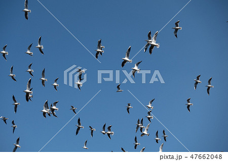 飛翔するカモメの群れ 47662048