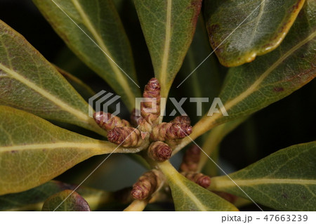 自然　植物　ヤマモモ、雄株の冬芽。真ん中の花っぽいのは葉芽。周りのデコボコが雄花の花芽 47663239