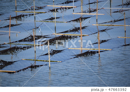 ノリ養殖場 良質 出水市沖 鹿児島県 ノリ養殖場 良質 出水市沖 鹿児島県 47663392