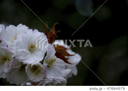 広島江波山桜 広島江波山桜 47664079