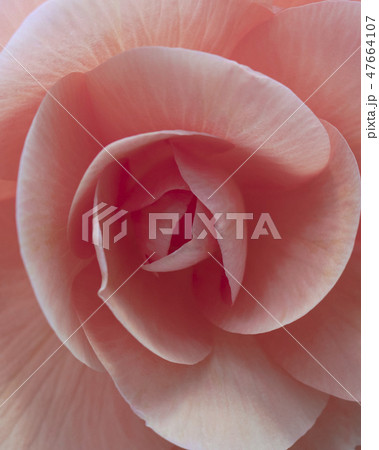 バラ_アップ バラ_アップ 47664107