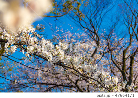 青空と桜の花 クローズアップ 青空と桜の花 クローズアップ 47664171