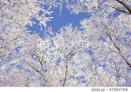 奈良県・三峰山　霧氷 47664708