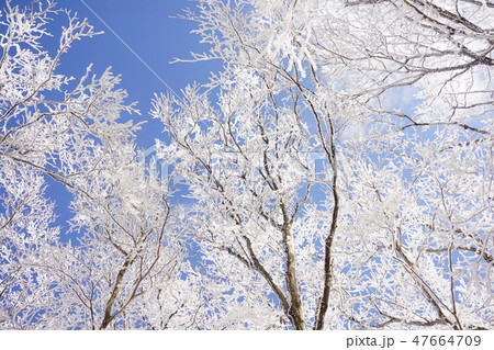 奈良県・三峰山 霧氷 奈良県・三峰山 霧氷 47664709