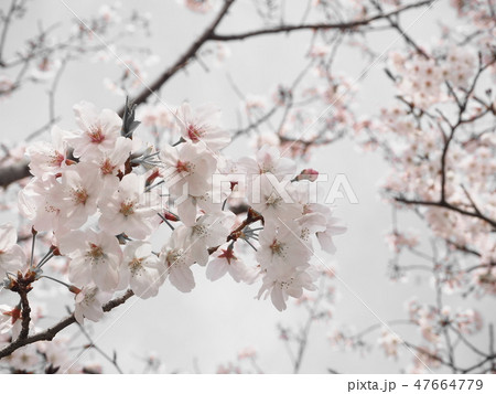 桜 桜 47664779