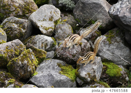 エゾシマリスの親子 47665588