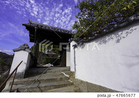 尾道　古寺めぐり　大山寺　山門　白壁　柑橘 47665677