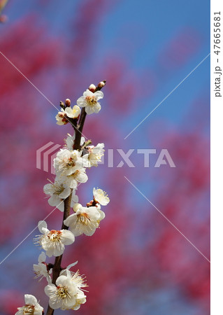 梅の花　白梅　タテ位置 47665681