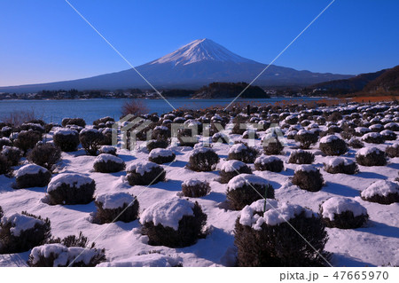 河口湖大石公園からの雪景色の富士山 2019/02/02 河口湖大石公園からの雪景色の富士山 2019/02/02 47665970