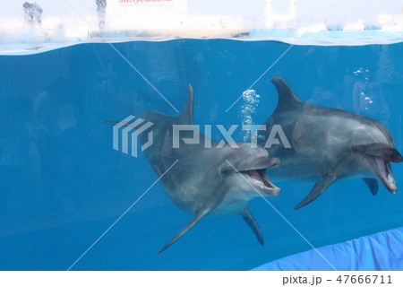 イルカ いるか イルカ いるか 47666711