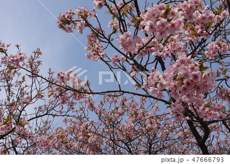 桜 寒緋桜 カンヒザクラ 早春 3月 正月 桜 寒緋桜 カンヒザクラ 早春 3月 正月 47666793