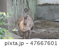 インド　グジャラート州　ジュガーナル　ザッカーバーグ動物園のエミュー 47667601
