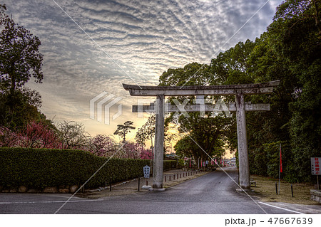plum blossom before springs plum blossom before springs 47667639