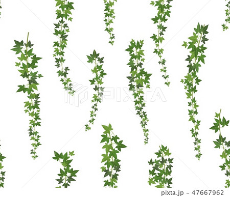 Creeper green ivy. Wall climbing plant hanging from above. Garden decoration ivy vines. Seamless 47667962