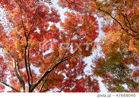 輝く紅葉 輝く紅葉 47668040