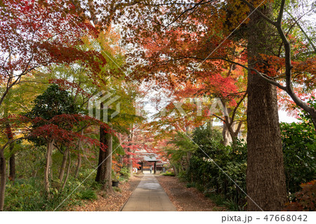 紅葉の参道 47668042