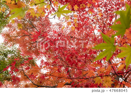 光る紅葉 光る紅葉 47668045