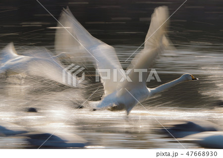 白鳥の飛び立ち 47668930