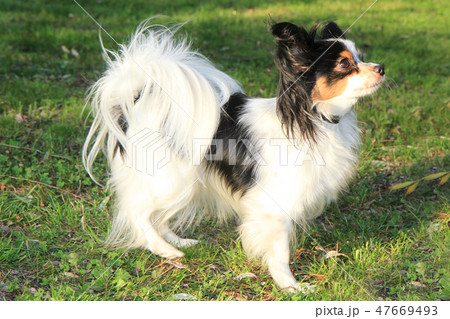 small papillon puppy 47669493