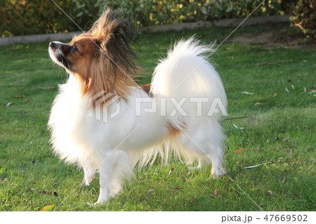 small papillon puppy 47669502