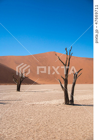 ナミビア ナミブ砂漠 死の沼 デッドフレイの写真素材