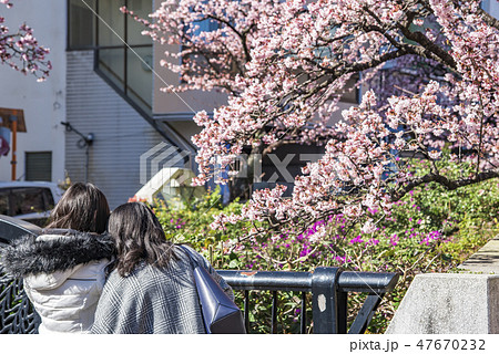 【熱海桜】 47670232