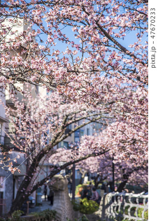 【熱海桜】 【熱海桜】 47670233