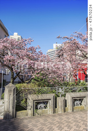 【熱海桜】 【熱海桜】 47670234