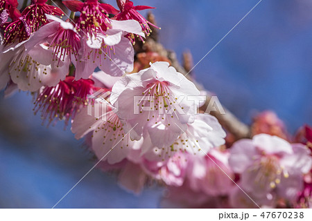 【熱海桜】 【熱海桜】 47670238