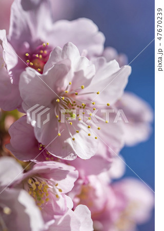 【熱海桜】 47670239