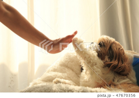 ハイタッチするシーズー ハイタッチするシーズー 47670356