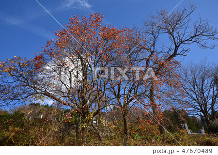 柿の木と晩秋の青空　会津金山町 47670489