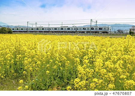 【菜の花畑　小田急線　3000形】　　 47670807
