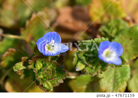 オオイヌノフグリ（ 大犬の陰嚢） 47671159