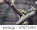 木の上で休むカエル 47671445