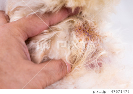 Vet examining dog skin with yeast fungal infection Vet examining dog skin with yeast fungal infection 47671475