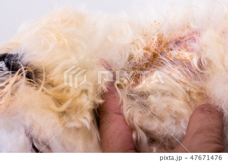 Vet examining dog skin with yeast fungal infection 47671476