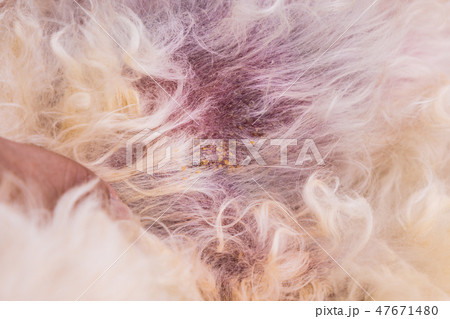 Vet examining dog skin with yeast fungal infection 47671480