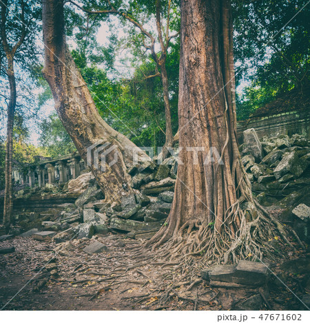 Beng Mealea or Bung Mealea temple. Cambodia Beng Mealea or Bung Mealea temple. Cambodia 47671602