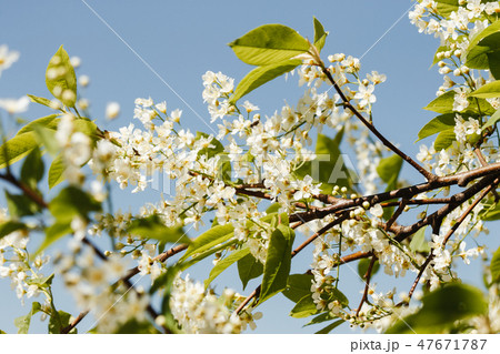 Spring cherry in full bloom blue sky - image Spring cherry in full bloom blue sky - image 47671787
