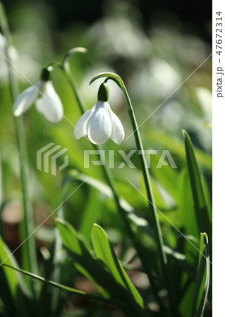スノードロップ スノードロップ 47672314