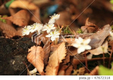 バイカオウレン バイカオウレン 47672318