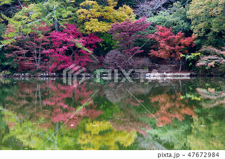 修法ヶ原池の紅葉 六甲山 再度公園 の写真素材