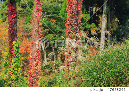 ツタウルシ_紅葉 47673245