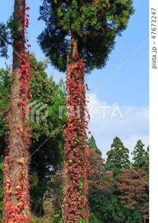 ツタウルシ_紅葉 47673247