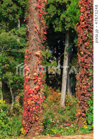 ツタウルシ_紅葉 ツタウルシ_紅葉 47673248